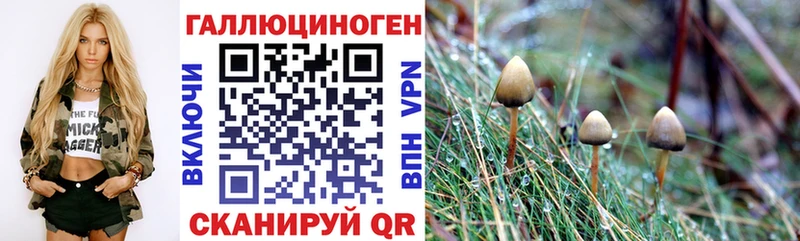 Купить где Пыталово Псилоцибиновые грибы прущие грибы